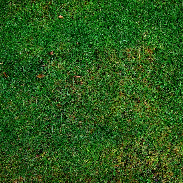 Staptegels in gras: handleiding voor het aanleggen van een praktisch pad