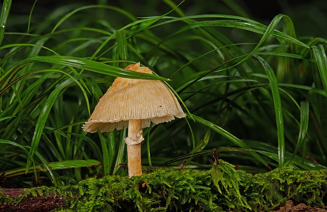 Paddenstoelen in het gras: oorzaken en oplossingen